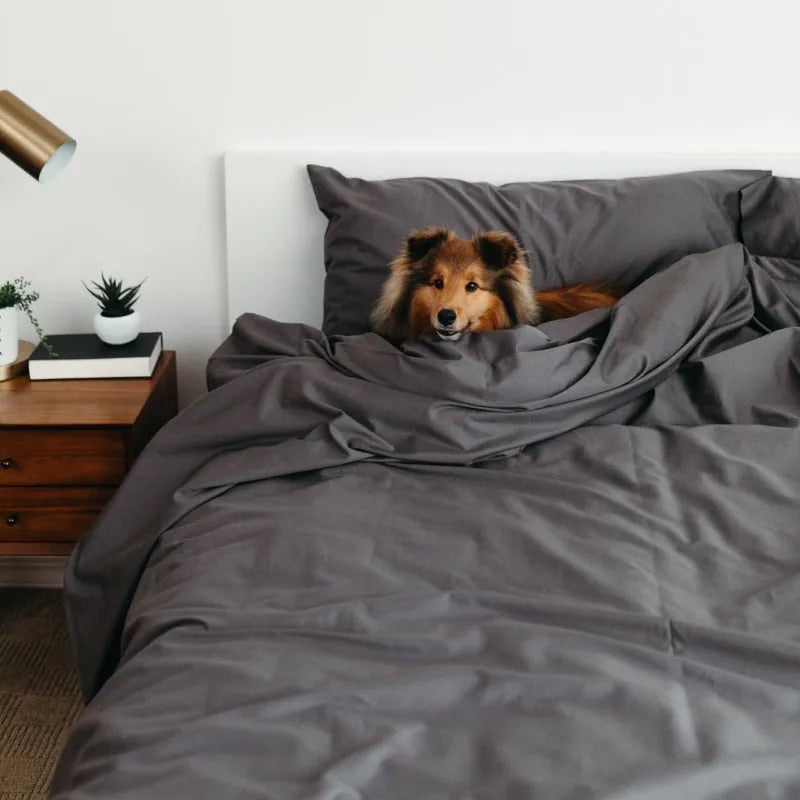 Big Blanket Sateen Dream™ Pillowcases — Graphite Standard